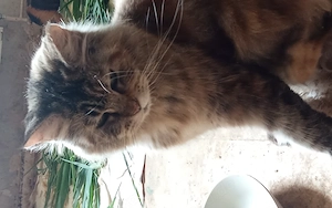 Katze Geschlecht weiblich oder männlich 