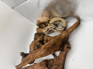 Boa Imperator Jungtier Hypo 66 % Het Albino (Kahl)