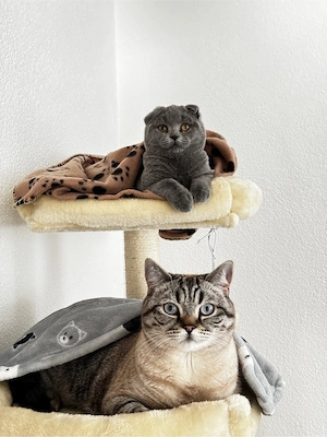 eine Brittisch Kurzhaar & eine Schottisch Faltohrkatze