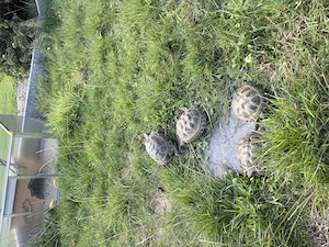 4 Vierzehen-Landschildkröten (Testudo horsfieldii)   2,2 Gruppe