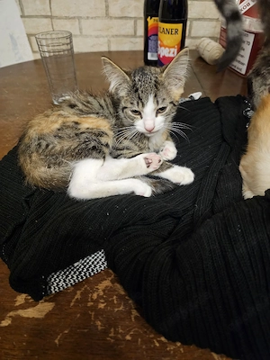 hof und hauskatze