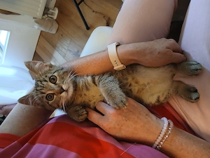 Kitten männlich getigert verschmust abgabebereit 