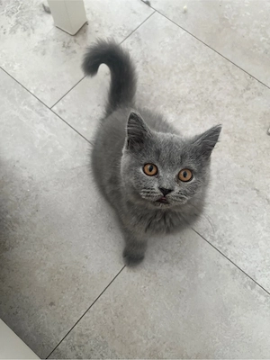 Britische Kurzhaar Kitten sucht Liebevolles Zuhause