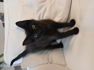Kitten Babykatze männlich schwarz abgabebereit 