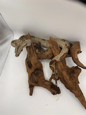 Boa Imperator Jungtier Hypo 66 % Het Albino (Kahl)