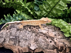 Correlophus ciliatus (Kronengecko) wegen Bestandsverkleinerung zu verkaufen