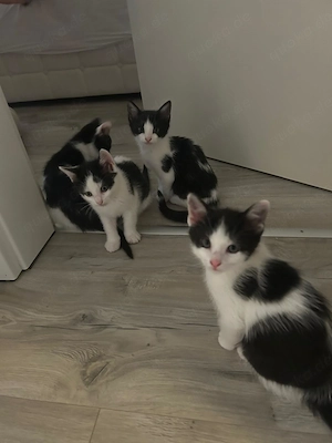 5 kleine Katzenmädchen suchen ein liebevolles Zuhause!