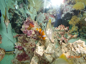 Anemonenfische
