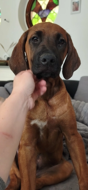 Rhodesian Ridgeback Rüde 11 1 2 Wochen alt