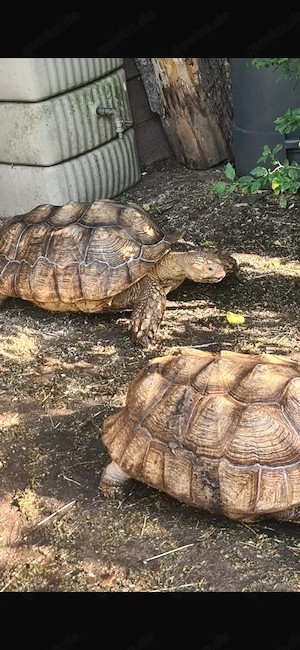 Spornschildkröte