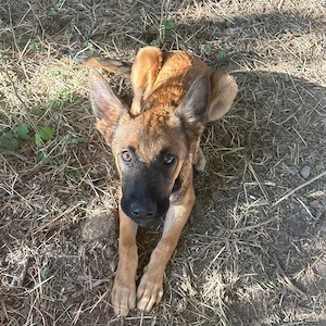 Aliso, wunderhübscher, lieber, verschmuster und gelehriger Malinois Mix Welpe Bild 6