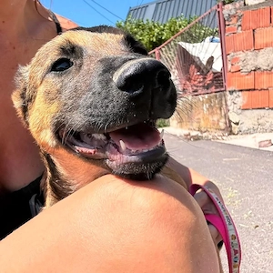 Aliso, wunderhübscher, lieber, verschmuster und gelehriger Malinois Mix Welpe Bild 3