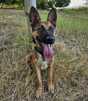 Aliso, wunderhübscher, lieber, verschmuster und gelehriger Malinois Mix Welpe Bild 4