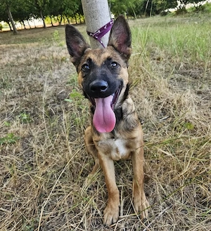Aliso, wunderhübscher, lieber, verschmuster und gelehriger Malinois Mix Welpe Bild 5