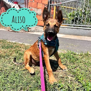 Aliso, wunderhübscher, lieber, verschmuster und gelehriger Malinois Mix Welpe