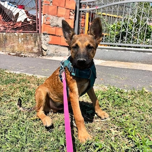 Aliso, wunderhübscher, lieber, verschmuster und gelehriger Malinois Mix Welpe Bild 2