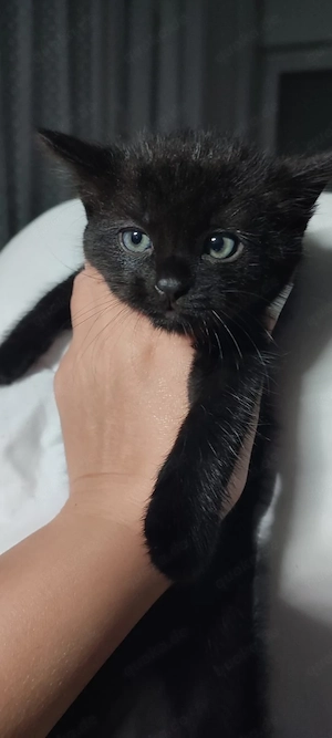 Katzenbabys