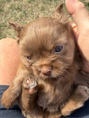 chihuahua welpen suchen zuhause