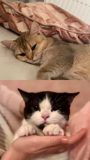 Wurfankündigung BKH Kitten mit Stammbaum 