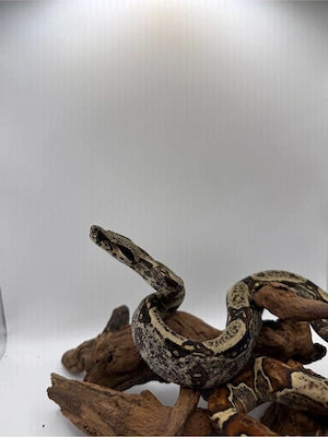 Boa Imperator Jungtier IMG 66 % Het Albino (Kahl)