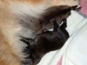 Unsere Pomchi Welpen sind da!