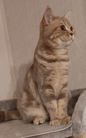 Reinrassige BKH Mädchen in Lilac Tabby sucht ein liebevolles Zuhause 