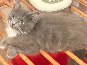 Maine Coon mix Norwegische Waldkatze 