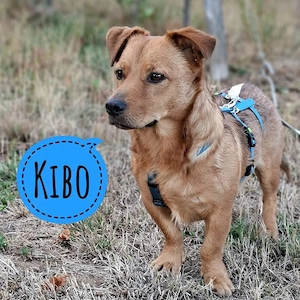 Kibo, lieber und menschenbezogener Dackel Kokoni Mix, auf PS in Deutschland