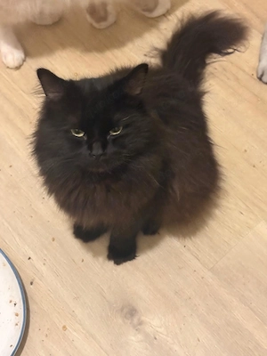 Maine Coon mix Norwegische Waldkatze 