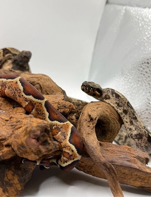 Boa Imperator Jungtier Hypo IMG 66 % Het Albino (Kahl)