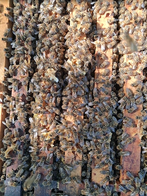 Bienenvolk, Bienenvölker, Ableger, Carnica, Zander