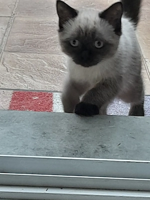 Britisch Kurzhaar Baby Katerchen