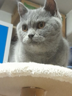 Schöne Britisch Kurzhaar Katze 4 Monate