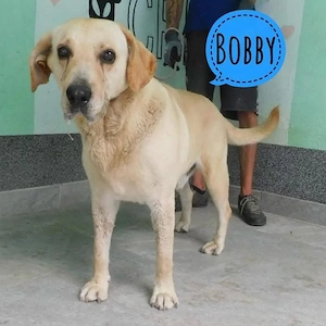 Bobby, Labrador Mix sucht dringend ein neues Zuhause!