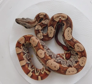 0.2 Boa Weibchen IMG het. VPI+ Snow abzugeben! Boa imperator Jungtiere