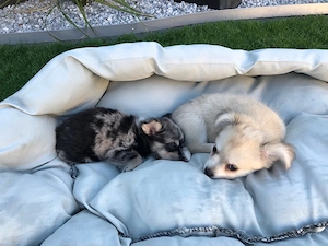 Chihuahua Welpen