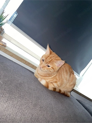 Katze zu verkaufen 