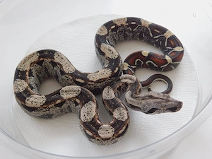 2.0 Boa Männchen IMG het. VPI+ Snow | Boa constrictor imperator abzugeben!