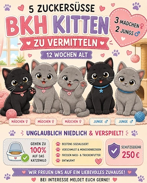 BKH Kitten abzugeben - 12 Wochen alt