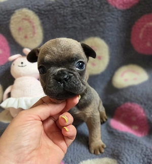 Französische Bulldoggen Welpen zu verkaufen 