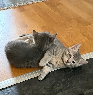 Kleine Mix Kitten 