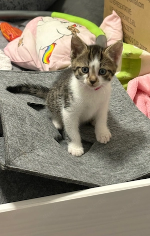Kitten abzugeben 2 Kater
