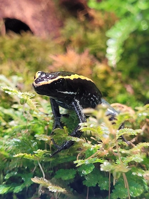 3,0 Phyllobates vittatus abzugeben