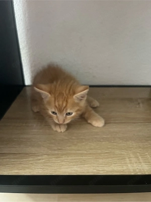 zwei kleine kätzchen