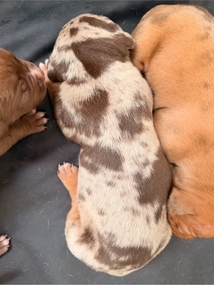 american bully welpen 