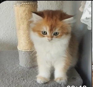 Süße British Kurzhair (BKH) Kitten suchen ein liebevolles Zuhause!   