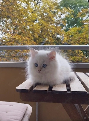 Süßes Perser-Kitten sucht ein liebevolles Zuhause!