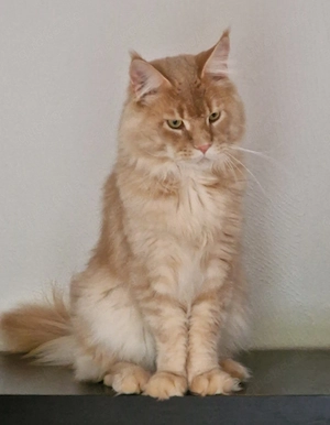 Maine Coon Deckkater mit Stammbaum Blutgruppe A , cream silver ticked,   N N 