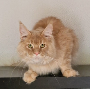Maine Coon Deckkater mit Stammbaum Blutgruppe A    N N 
