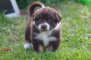 Australian Shepard 